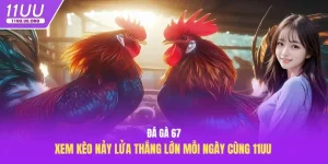 đá gà 67