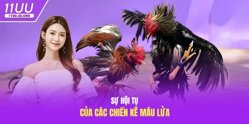 Sự hội tụ của các chiến kê máu lửa